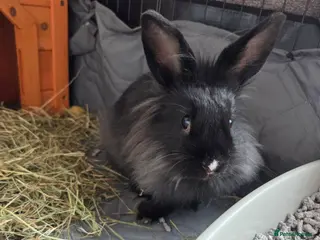 Lionhead rabbits Male lion head - Advert 17