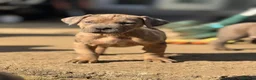 Neapolitan Mastiff dogs for sale:  5LEFT Neapolitan Mastiff x Cane Corso  - Advert 21
