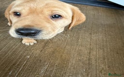 Labrador Retriever dogs for sale: Red fox labradors - Image 9