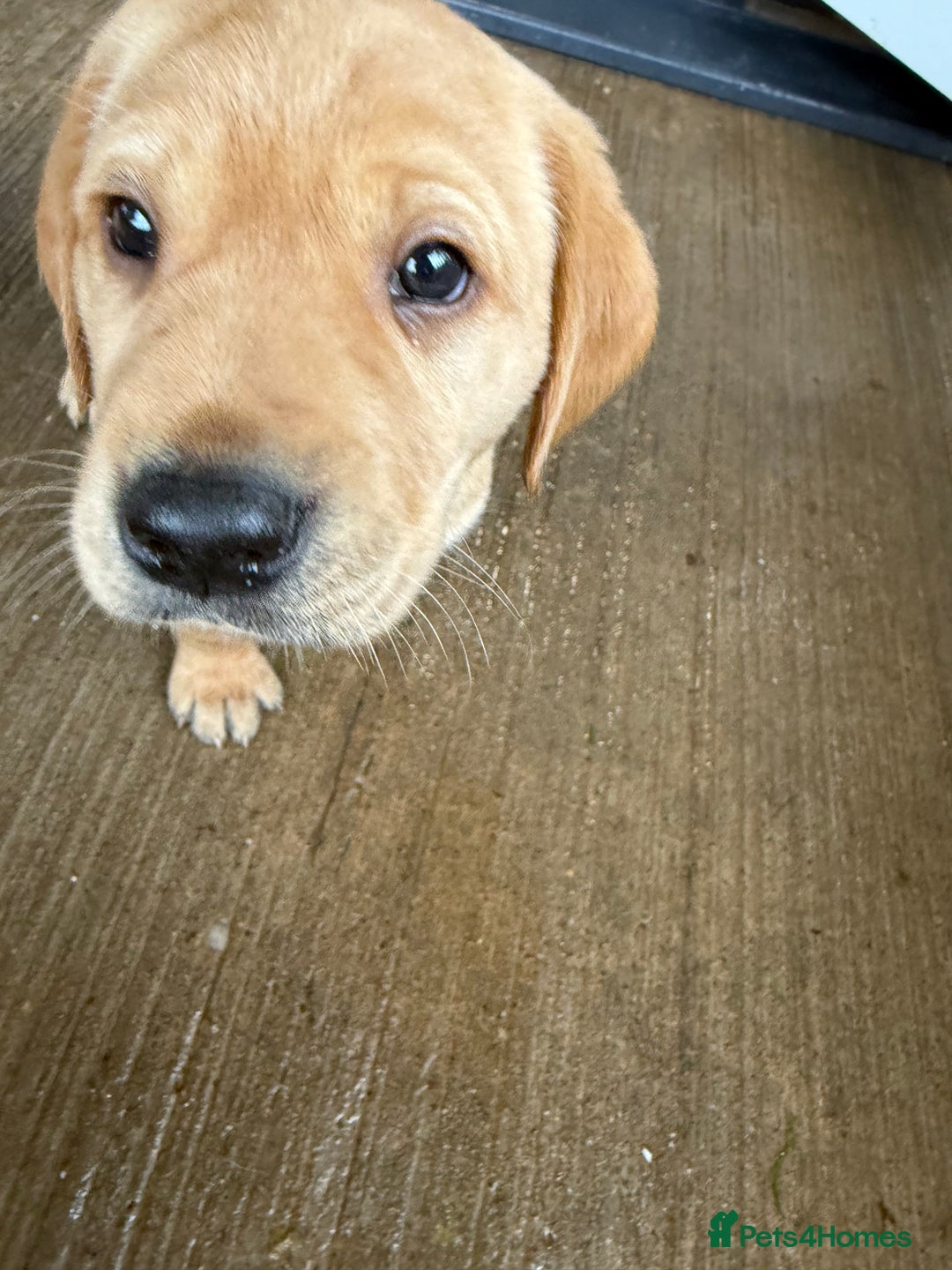 Labrador Retriever dogs for sale: Red fox labradors - Image 9