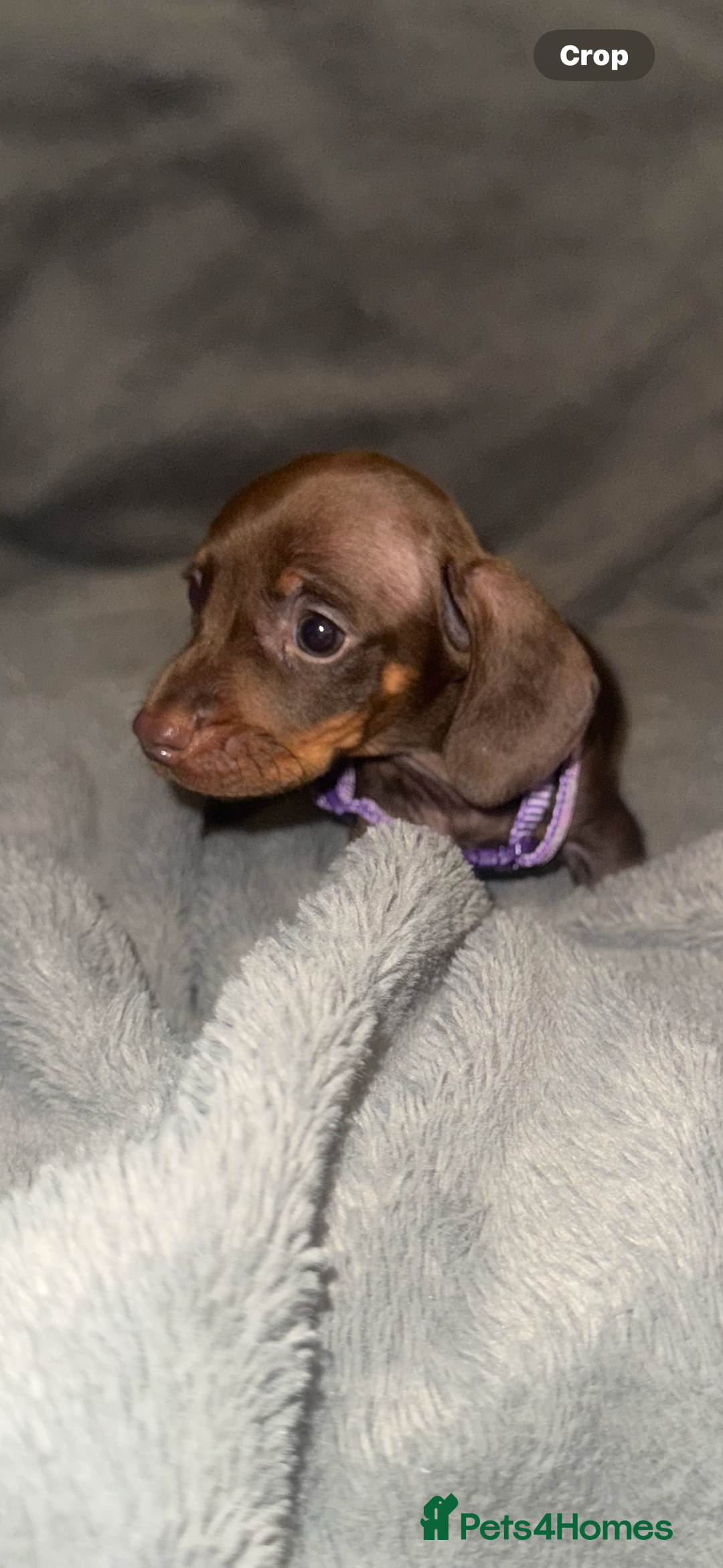 Miniature Dachshund dogs for sale: Miniature dachshund  - Advert 12