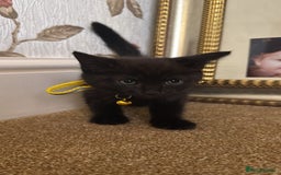 British Shorthair cats for sale: Beautiful kittens for sale - Image 5