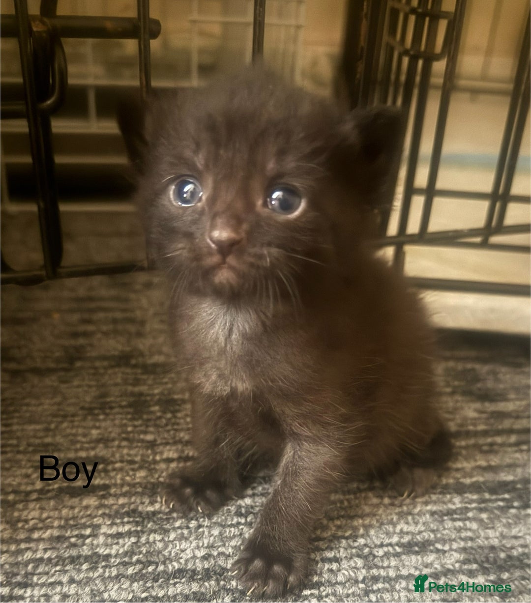 Mixed Breed cats for sale: 1 beautiful girl kitty left ready now - Image 4