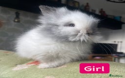 Lionhead rabbits for sale: Stunning DM lionhead rabbits 🐰 - Image 9