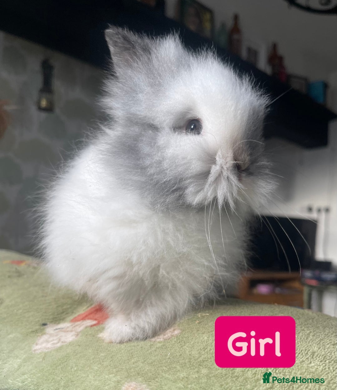 Lionhead rabbits for sale: Stunning DM lionhead rabbits 🐰 - Image 9