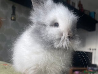 Lionhead rabbits - Advert 3