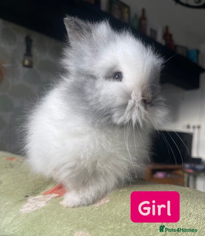 Lionhead rabbits - Advert 1