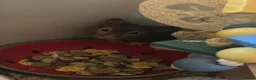 Hamster rodents for sale: syrian hamster with bucatstate cage &accesories  - Advert 4