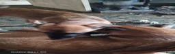 Mixed Breed dogs for sale: Belgian malinois/saluki  - Advert 14
