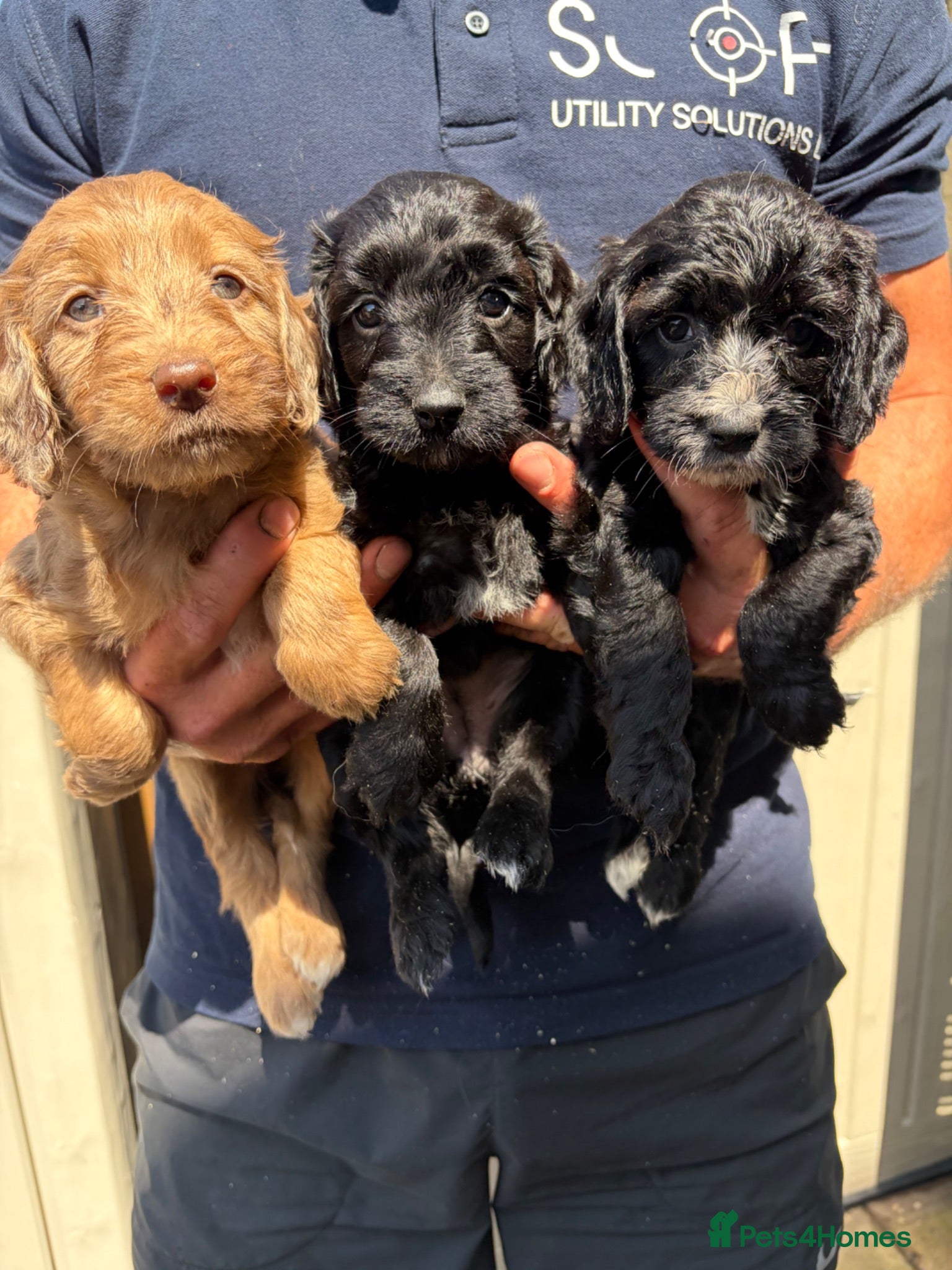 Sproodle dogs Beautiful Sproodles for sale F1 - Advert 8
