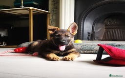 German Shepherd dogs for sale: TOP WORKING BLOODLINES LITTER  in Scunthorpe - Image 1
