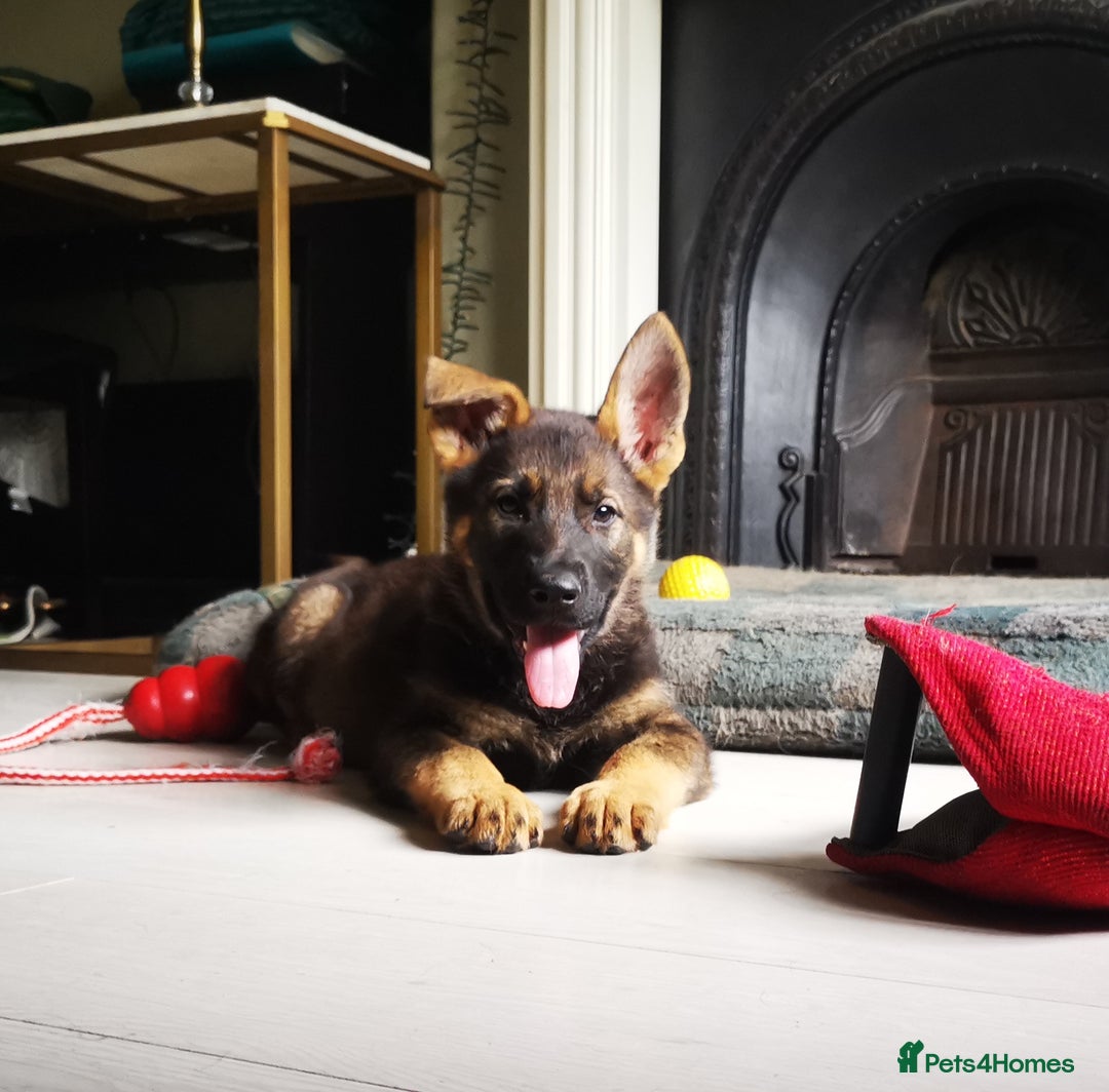 German Shepherd dogs for sale: TOP WORKING BLOODLINES LITTER  in Scunthorpe - Image 1