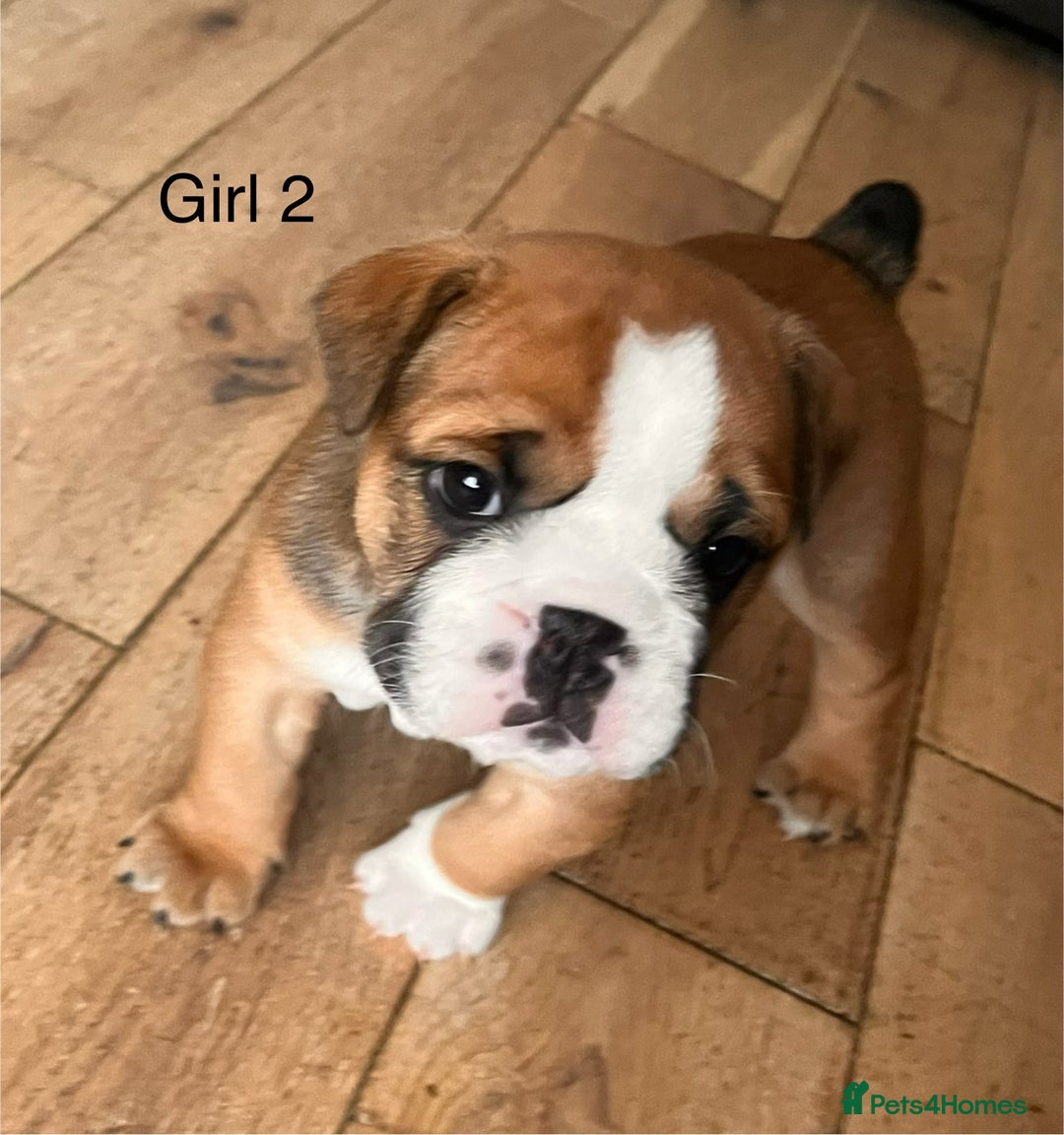 English Bulldog dogs for sale: Kc reg English bulldog puppies 🏴󠁧󠁢󠁥󠁮󠁧󠁿 - Image 30