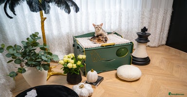 Abyssinian cats - Advert 1