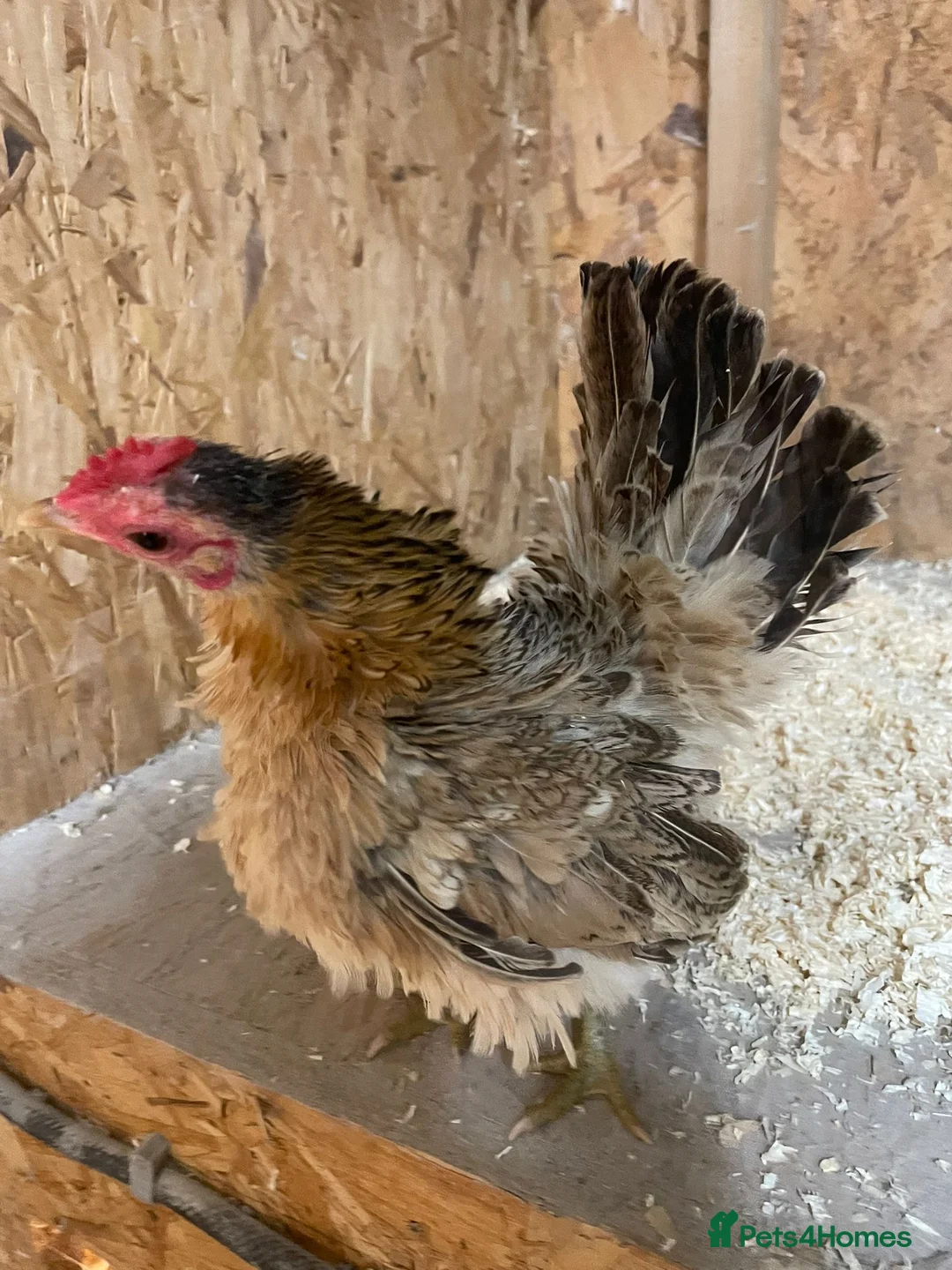 Chickens poultry for sale: Seramas  - Advert 6
