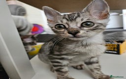 Bengal cats for sale: 2 stunning unique snow bengal kittens left  - Image 13