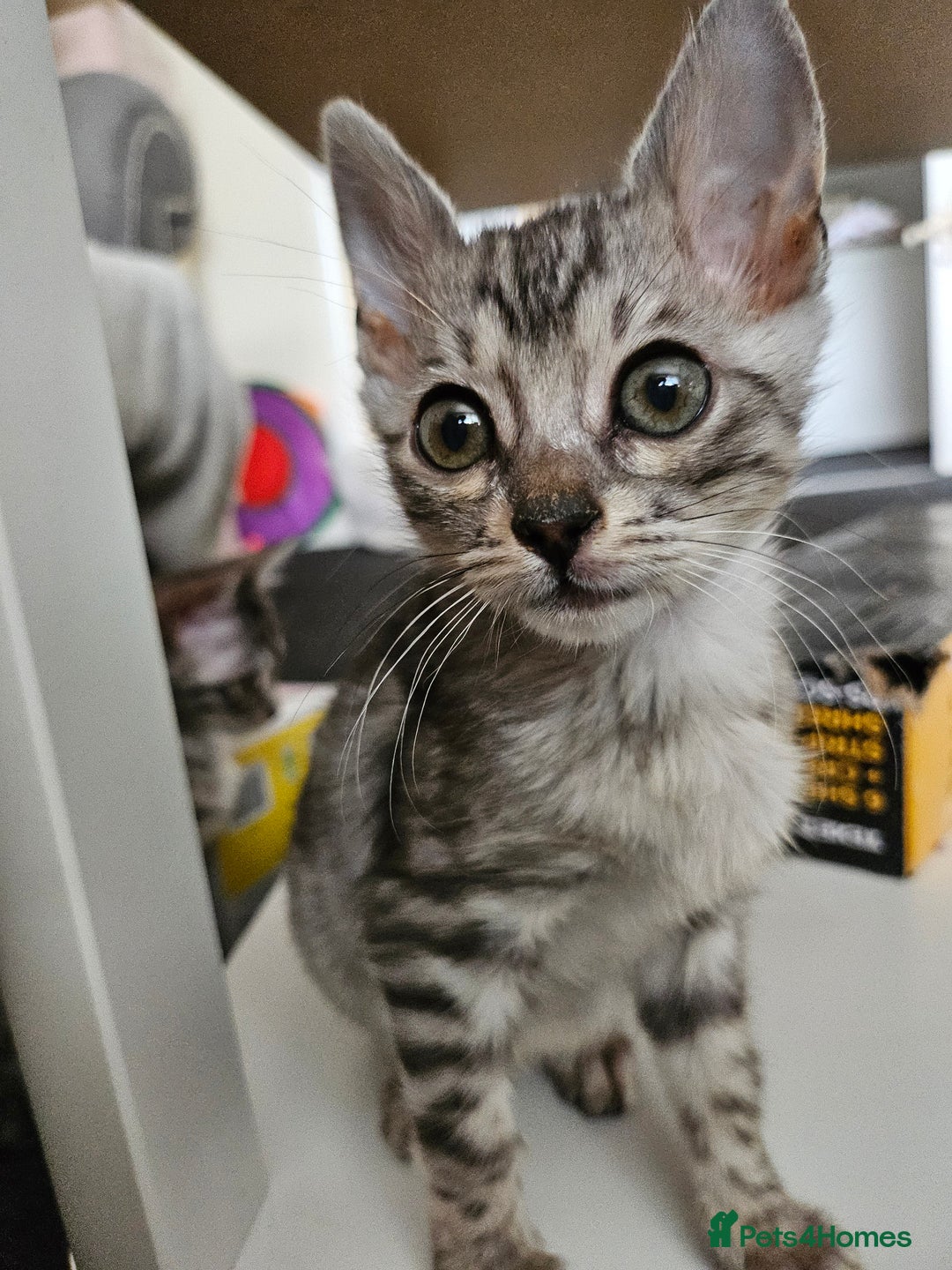 Bengal cats for sale: 2 stunning unique snow bengal kittens left  - Image 13