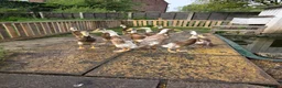 Ducks poultry for sale: Indian runners  in Manchester - Advert 3