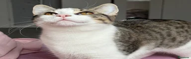 British Shorthair 1