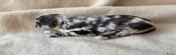 Sproodle dogs for sale: F1 Sproodle Puppies  - Advert 30