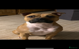 Staffordshire Bull Terrier dogs for sale: Stunning Red Staffy puppies KC top bloodlines - Image 39