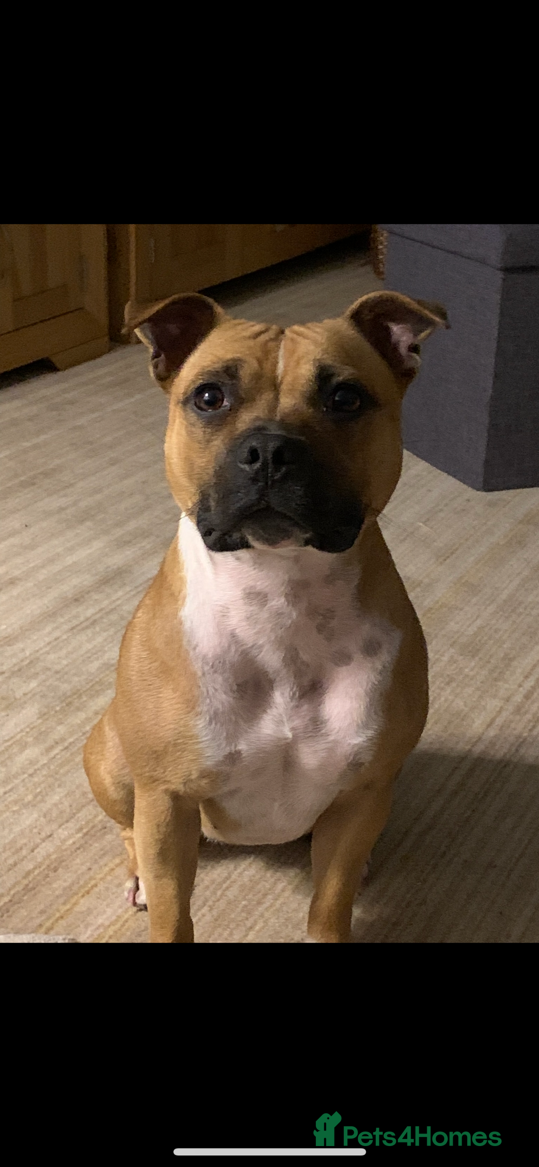 Staffordshire Bull Terrier dogs for sale: Stunning Red Staffy puppies KC top bloodlines - Image 39