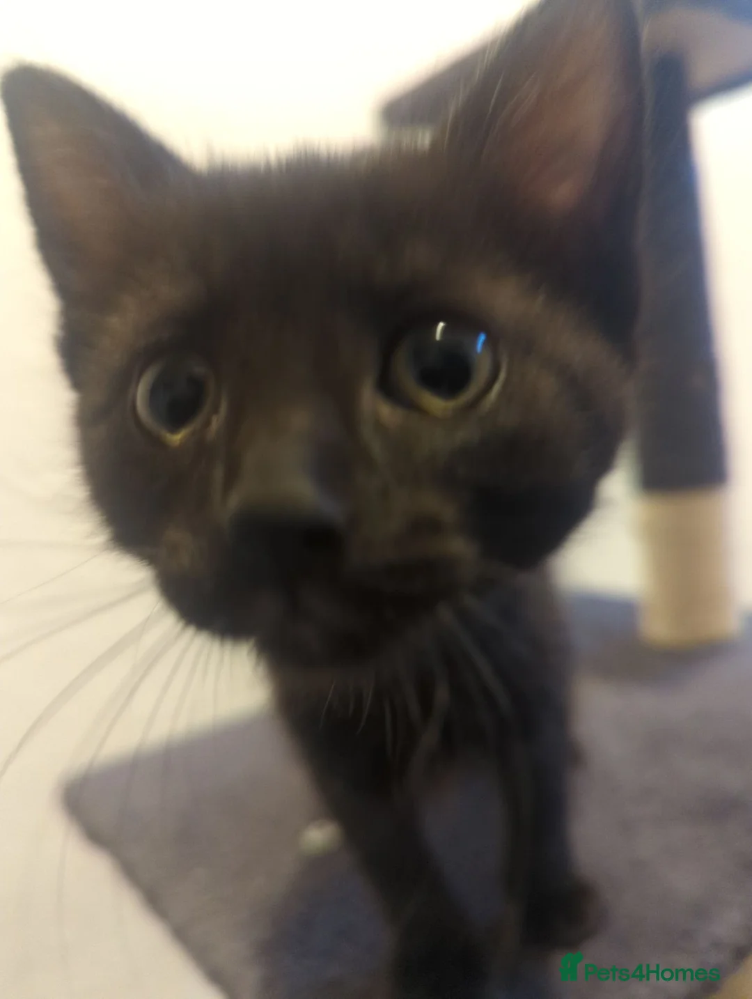 European cats for sale: 2 Kittens Ready For Their Forever Homes - Advert 2
