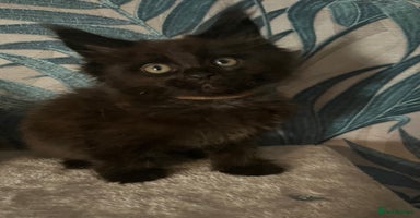Maine Coon cats - Advert 4