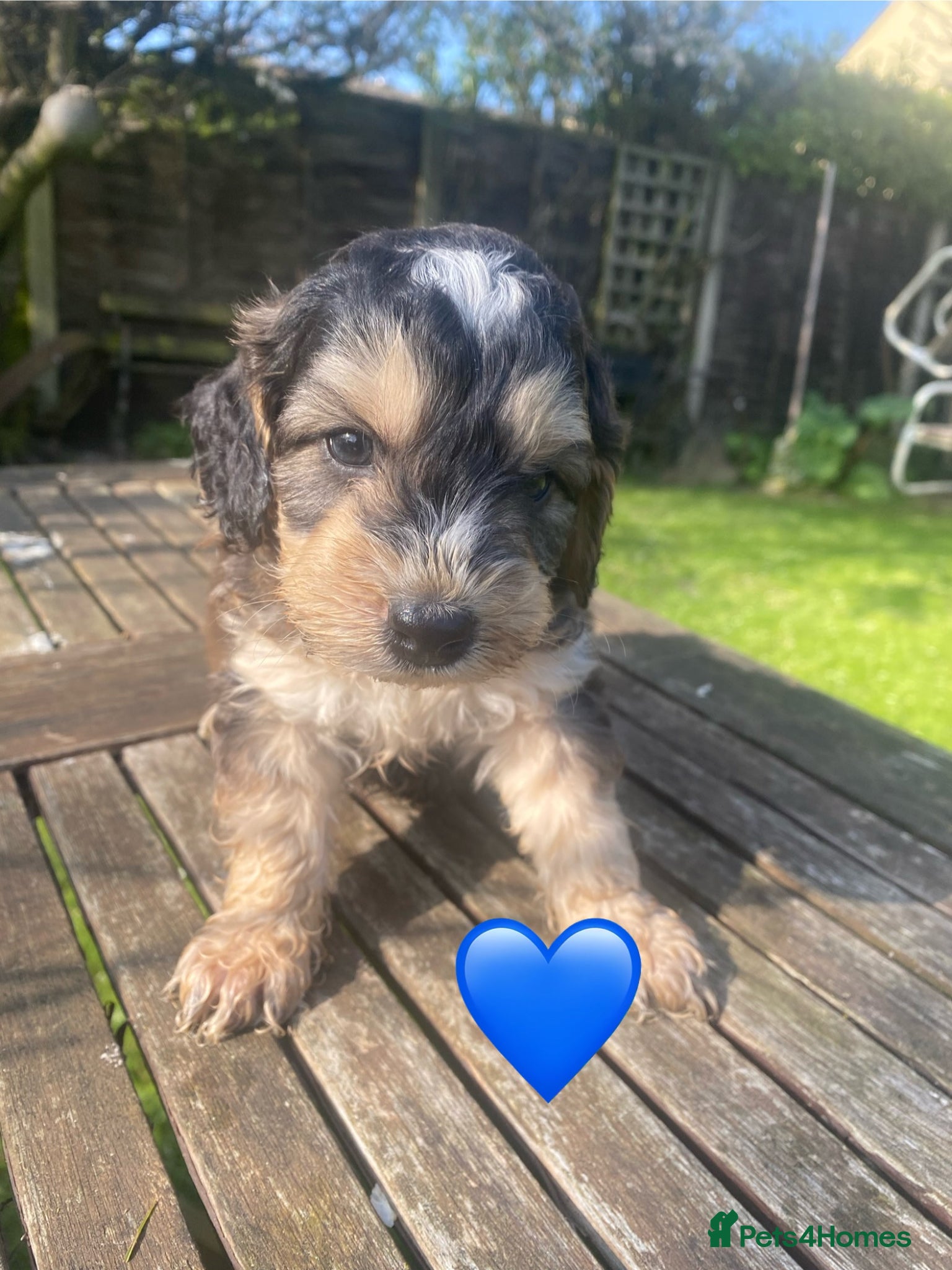 Cockapoo dogs F1 SABLE COCKAPOO PUPS READY NOW. - Advert 1