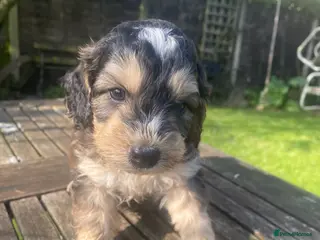 Cockapoo dogs F1 SABLE COCKAPOO PUPS READY NOW. - Advert 1