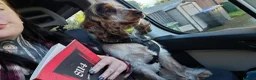 Cocker Spaniel dogs for sale: Heartbreaking Sale, Exceptional 2 year old cocker - Advert 18