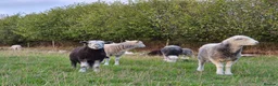 Sheep livestock for sale: Herdwick ewes and lambs for sale - Advert 6