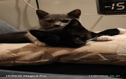 British Shorthair cats for sale: Beautiful British short-hair cross - Image 11