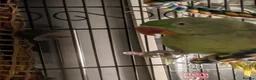 Parakeets birds for sale: Alexandrine parrot in Smethwick - Advert 3