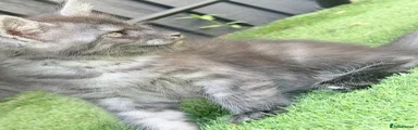 Maine Coon 2