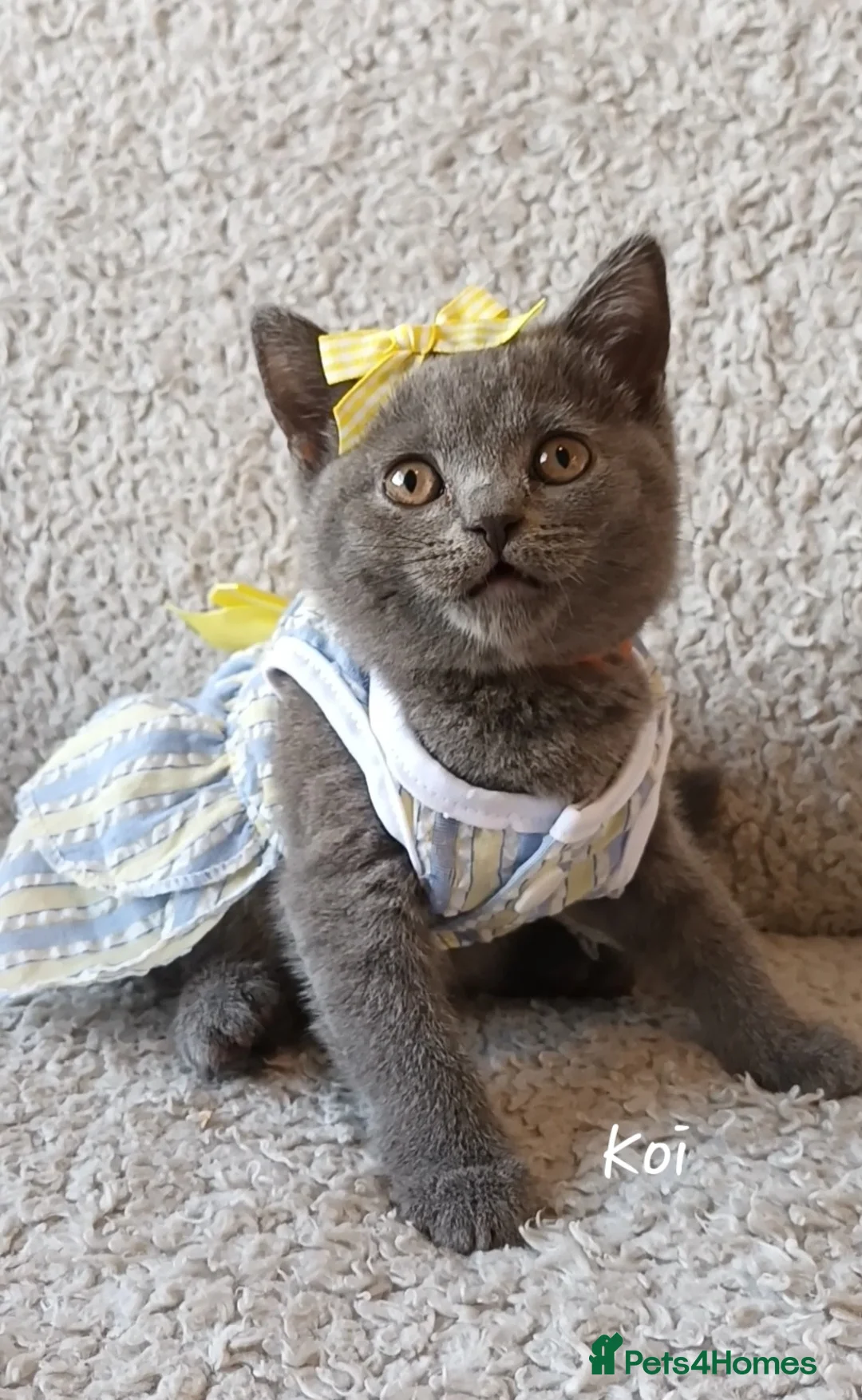 British Shorthair cats for sale: Pure British shorthair princesses (GCCF) - Advert 2
