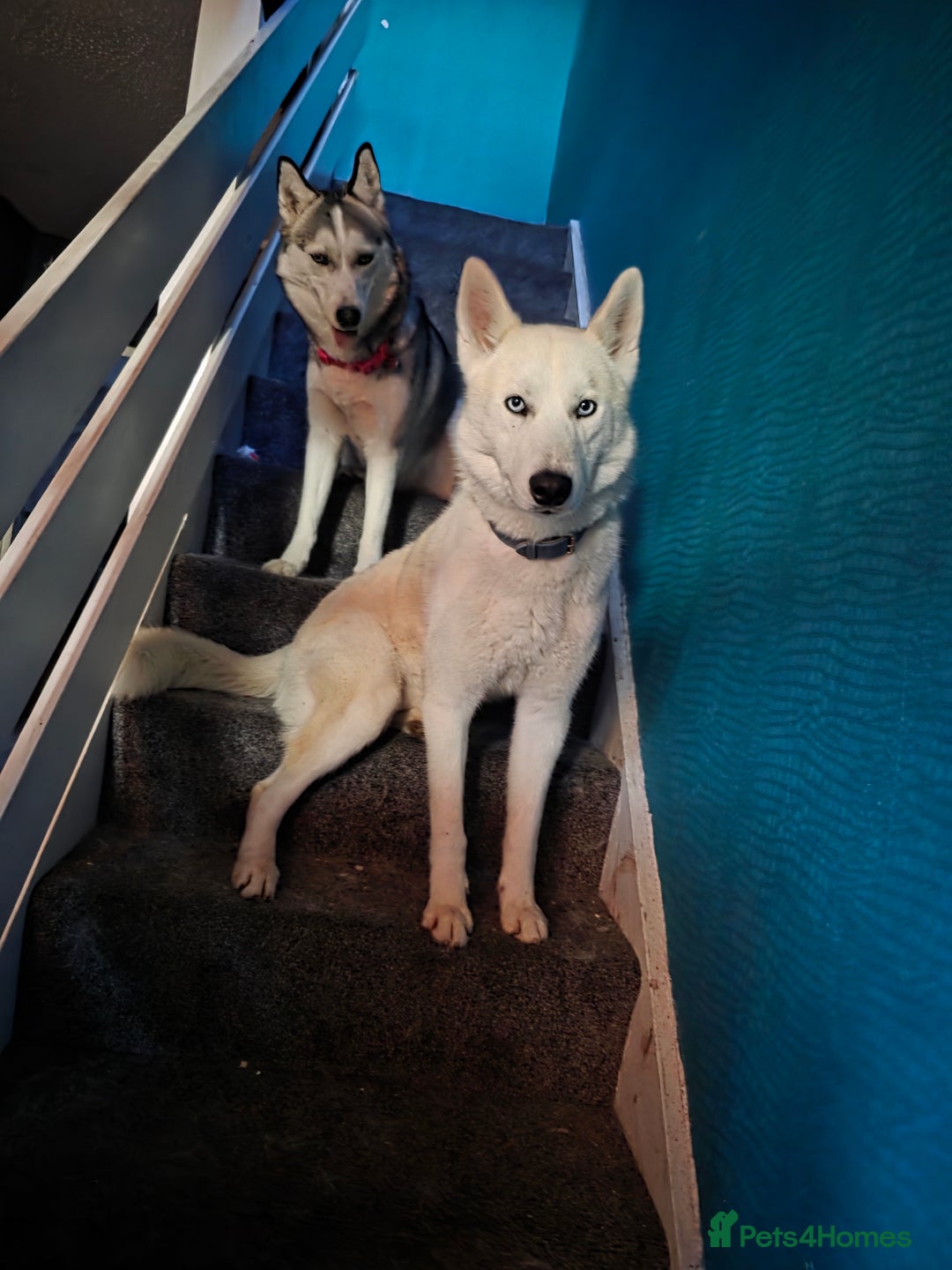 Siberian Husky dogs for sale: Male and female husky  - Image 4