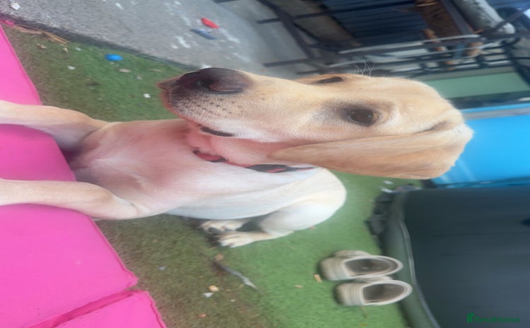 Labrador Retriever dogs - Advert 11