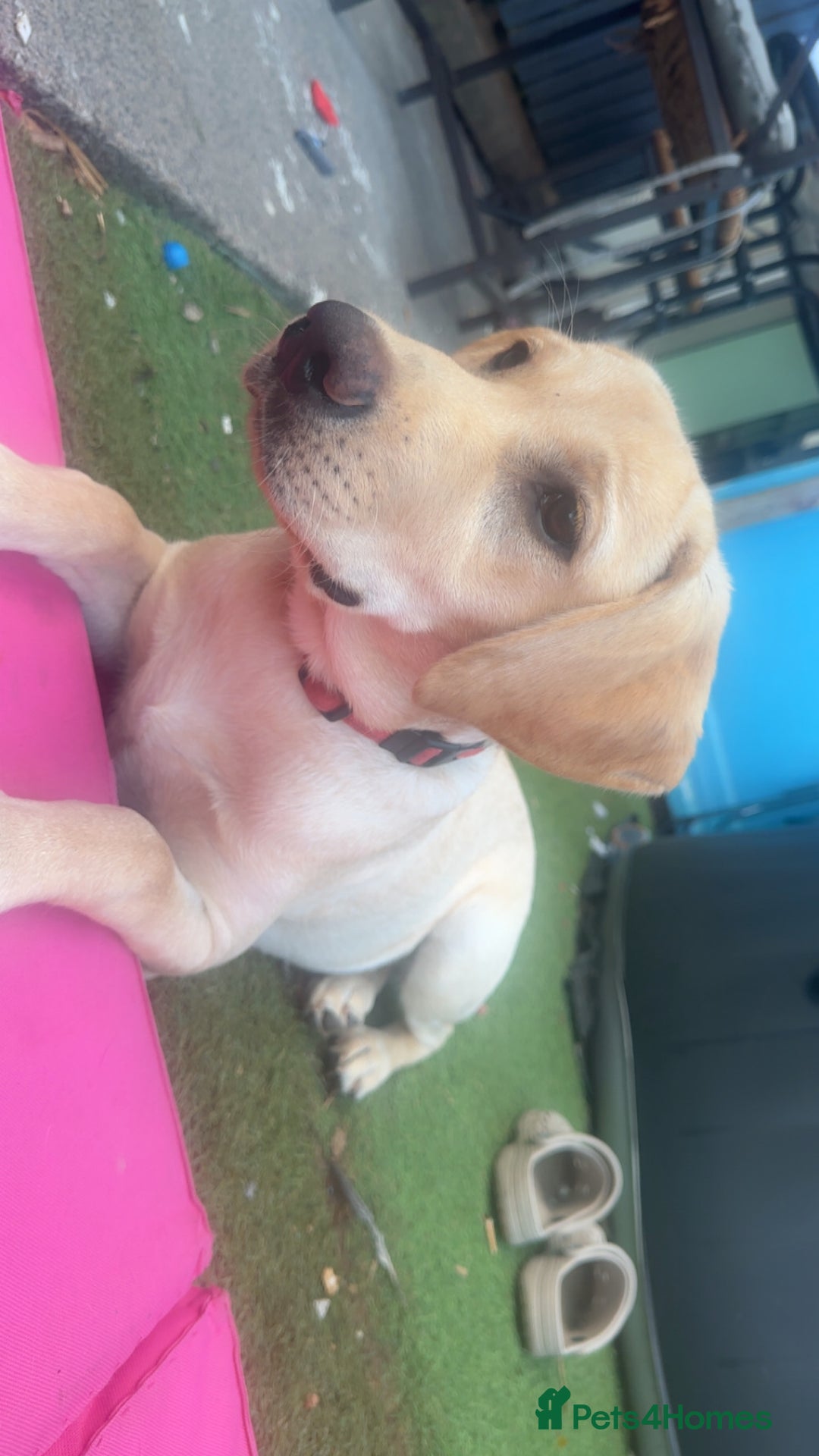 Labrador Retriever dogs for sale: Labrador Retriever - Image 1
