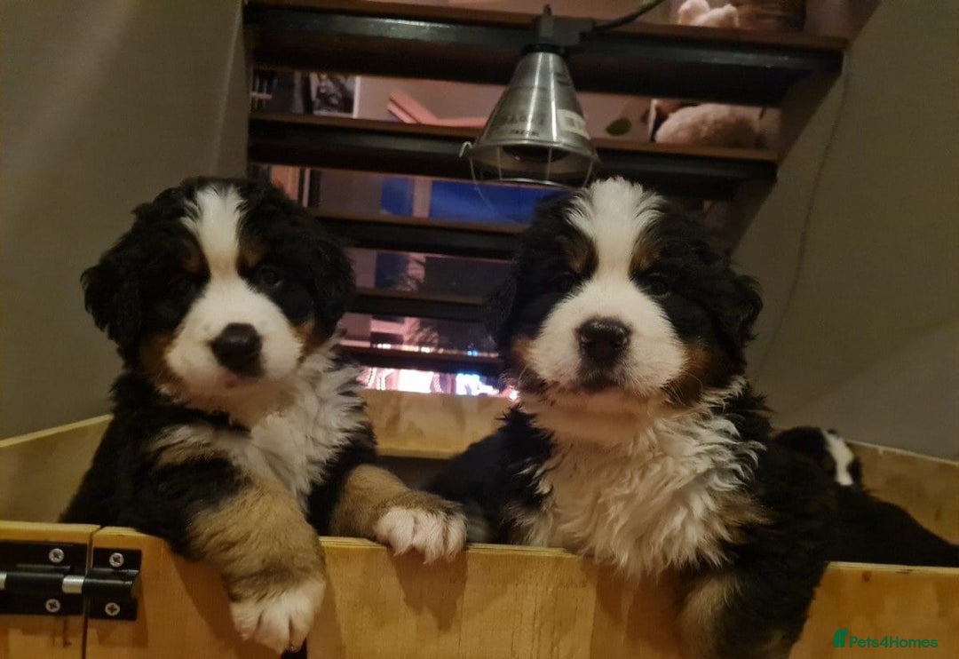 Bernese Mountain Dog dogs for sale: STUNNING BERNESE MOUNTAIN PUPPIES  - Image 1