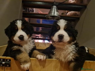Bernese Mountain Dog dogs - Advert 1