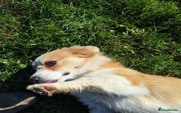 Mixed Breed dogs for adoption: Lilly for adoption - Image 6