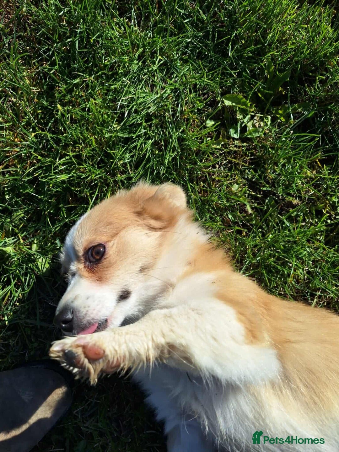 Mixed Breed dogs for adoption: Lilly for adoption - Image 6