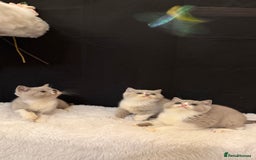 British Shorthair cats for sale: 💗 Gorgeous Full Pedigree BSH Trusted Breeder 💗 - Advert 17