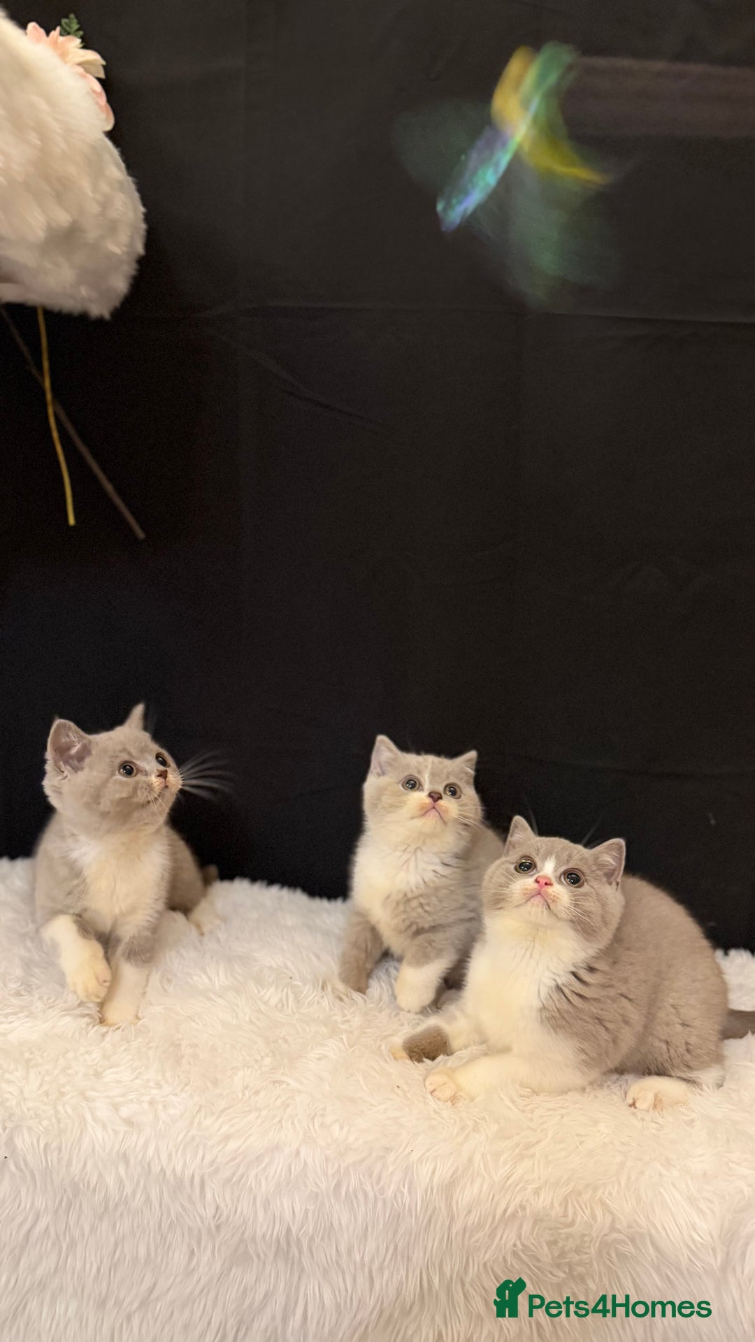 British Shorthair cats for sale: 💗 Gorgeous Full Pedigree BSH Trusted Breeder 💗 - Advert 17