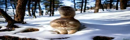 Siberian cats for sale: Retiring show cats in Billericay - Advert 3