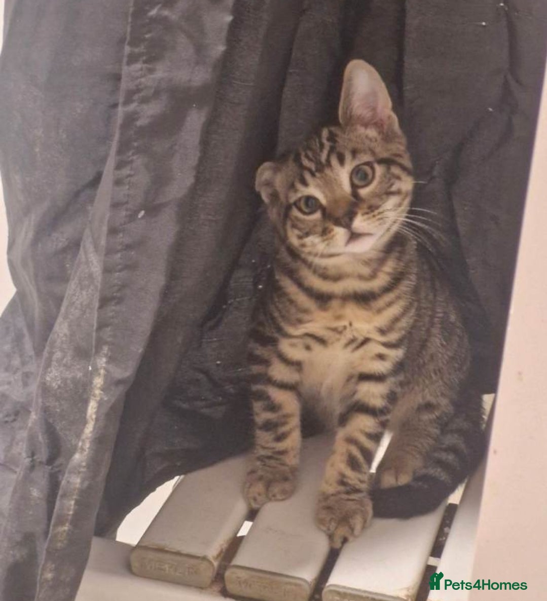 Mixed Breed cats Tabby kittens  - Advert 2