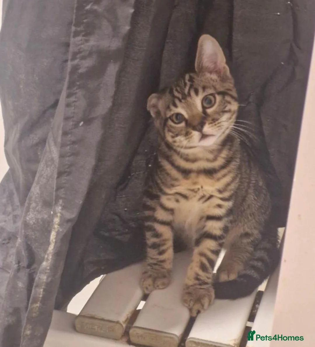 Mixed Breed cats for sale: Tabby kittens  - Advert 1