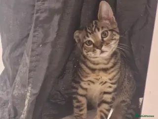 Mixed Breed cats Tabby kittens - Advert 2