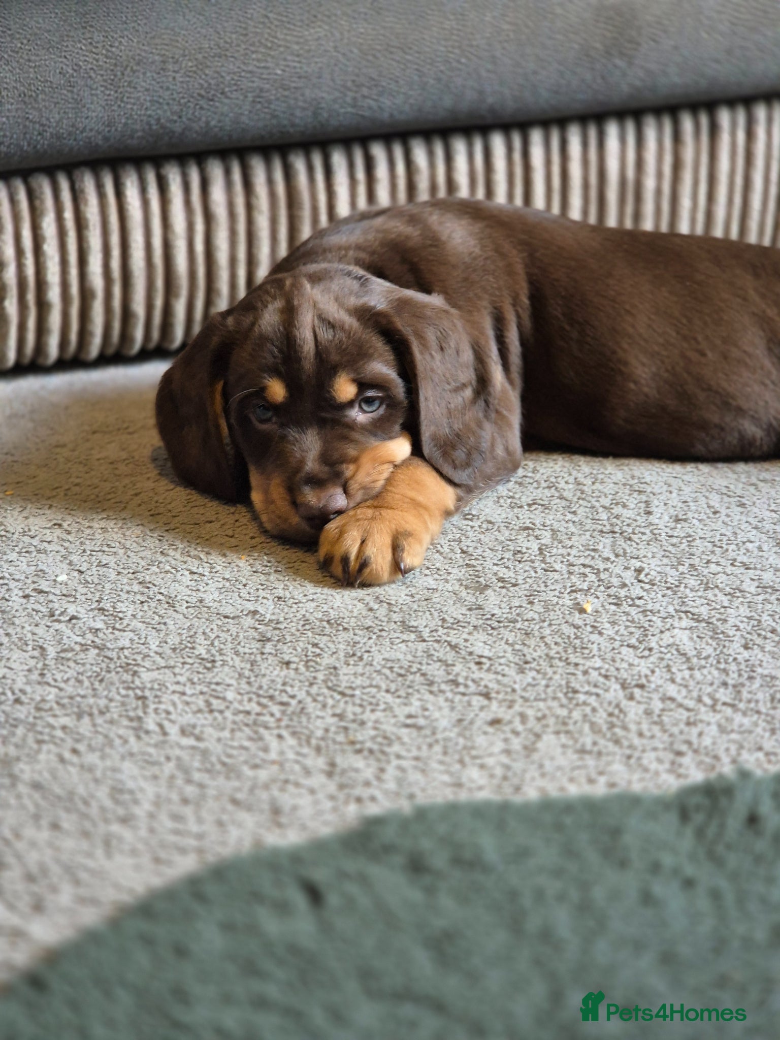 Cockerdor dogs Merle cockerdors  - Advert 2